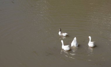 Parana nehrinde yüzen beyaz kazlar. Anser anser domesticus