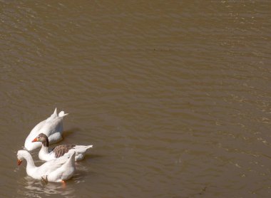 Parana nehrinde yüzen beyaz kazlar. Anser anser domesticus