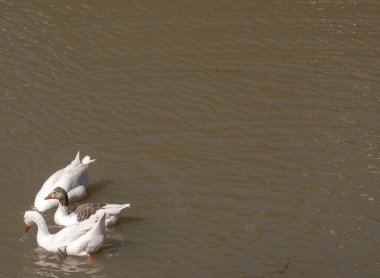 white geese swimming in the Parana river. Anser anser domesticus clipart