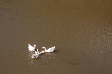Parana nehrinde yüzen beyaz kazlar. Anser anser domesticus