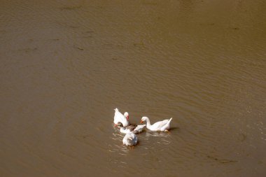 Parana nehrinde yüzen beyaz kazlar. Anser anser domesticus