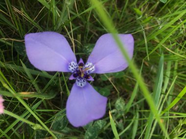 beautiful small Three-Pointed flower (Herbertia lahue) clipart