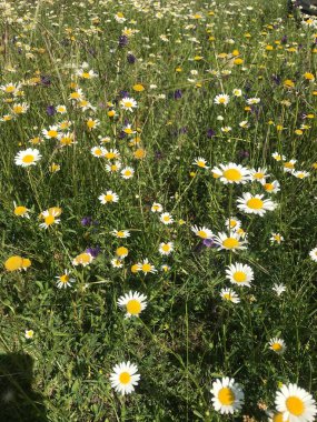 Bahçedeki çimlerde papatyalar. Kırsal