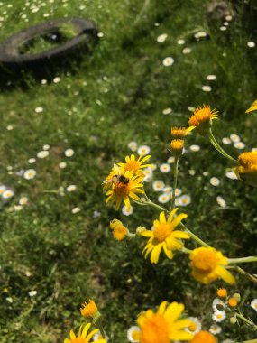 yellow flowers of the Senecio grisebachii clipart