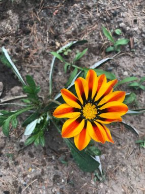 Bir portakal çiçeğine yakın çekim. Gazania