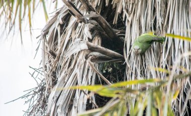Palmiye ağacındaki yuvada yeşil papağan