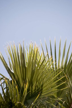 Doğa geçmişi. Yeşil palmiye yaprakları