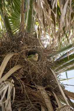 Palmiye ağacındaki yuvada yeşil papağan