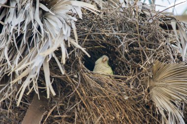 Palmiye ağacındaki yuvada yeşil papağan