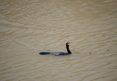 Siyah sırtlı karabatak ya da Phalacrocorax sülcirostris nehirde yüzüyor.