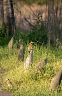 Closeup of a woodpecker in the garden. golden-breasted woodpecker clipart