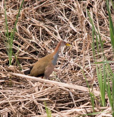 photo of the ipaca, ipeca, paca or red necked rail (Aramides ypecaha) clipart