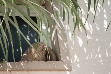 Ovenbird yuvası pencere eşiğinde