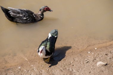 Creole ördeği ya da Parana Nehri 'ndeki Cairina Moschata