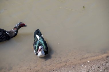 Creole duck or Cairina moschata in the Parana River clipart