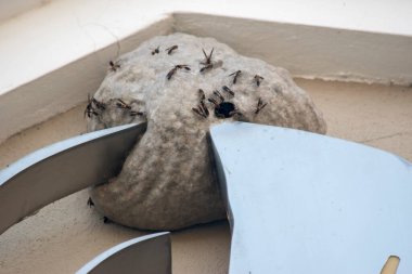 yaban arısı yuvası detay