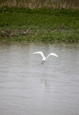 white heron on the banks of the parana river clipart