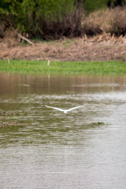 Parana nehrinin kıyısında beyaz balıkçıl balığı