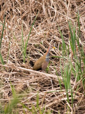 photo of the ipaca, ipeca, paca or red necked rail (Aramides ypecaha) clipart