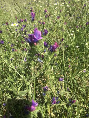 small violet flower of a Echium plantagineum clipart