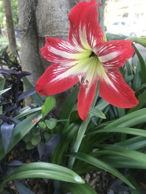 Büyük kırmızı bir Hippeastrum çiçeği