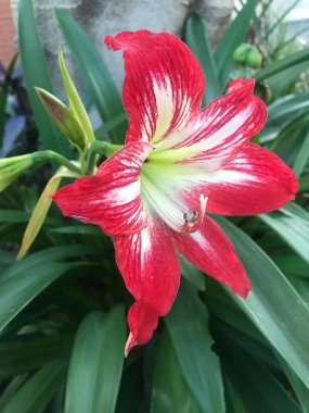Büyük kırmızı bir Hippeastrum çiçeği