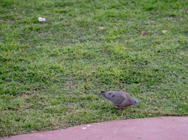 photo of a Zenaida auriculata. Free birds clipart