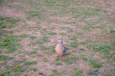 photo of a Zenaida auriculata. Free birds clipart