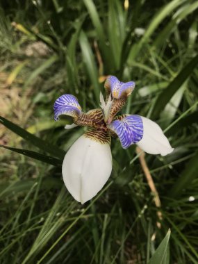 Bahçedeki çiçek - Iris Caminante - Neomarica Candida (lirio Misionero)