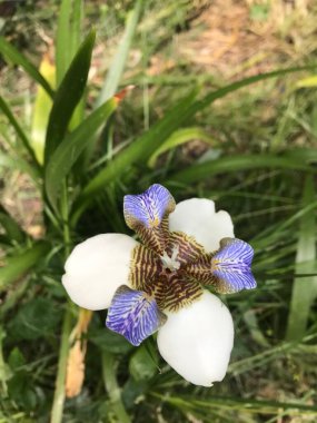 Bahçedeki çiçek - Iris Caminante - Neomarica Candida (lirio Misionero)