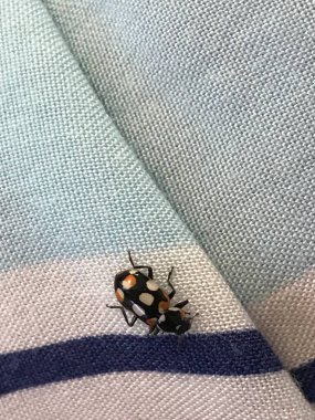 Bez üzerindeki bayan böcek