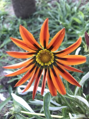 Closeup of an orange flower. Gazania clipart