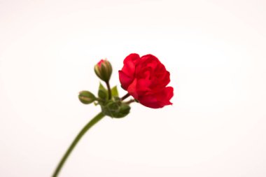 bir gülgülgülün kırmızı çiçekleri