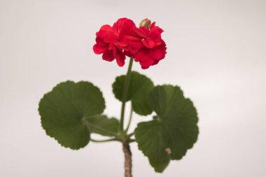 bir gülgülgülün kırmızı çiçekleri