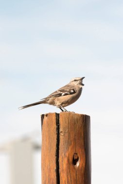 Tahta bir direğe konmuş bir Calandria portresi.