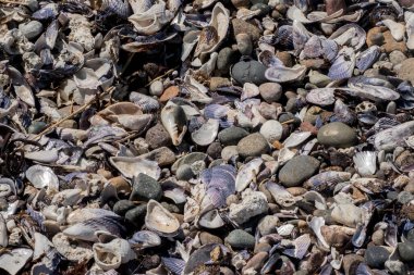 Arjantin Patagonya 'da Atlantik Okyanusu kıyısında salyangoz ve mavi midye