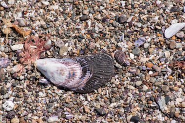 Arjantin Patagonya 'da Atlantik Okyanusu kıyısında salyangoz ve mavi midye