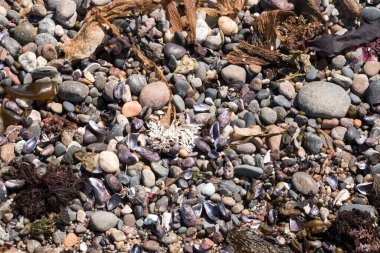 Arjantin Patagonya 'da Atlantik Okyanusu kıyısında salyangoz ve mavi midye