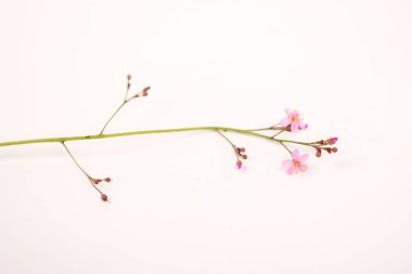 Talinum fruticosum 'un küçük pembe çiçekleri