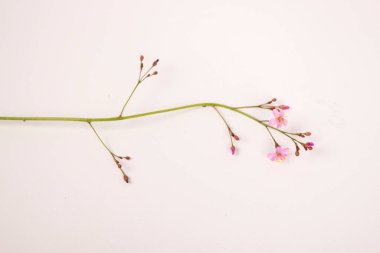 Talinum fruticosum 'un küçük pembe çiçekleri