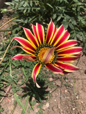 Güzel bir Gazania 'nın yakın çekimi