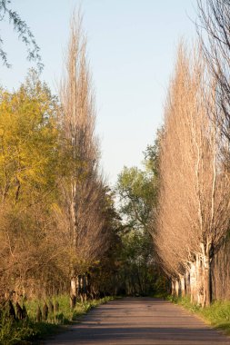 Baharda kırsal bir yolun manzarası