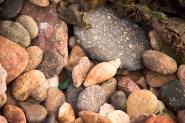 snail between the stones of the coast in Argentine Patagonia clipart