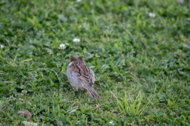 Bahçedeki çimlerde serçe