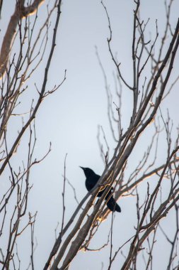 Bir ağacın dalları üzerinde kırmızı boğazlı ardıç kuşu (Turdus rufiventris)