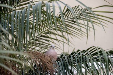 Gri güvercin palmiye yapraklarının arasına tünemiş.