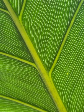 Bir alocacia yaprağının damarları