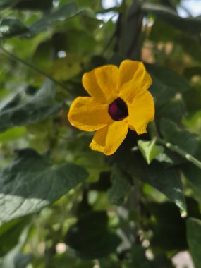 yellow flowers with black centers of the poet's eye plant. Thunbergia alata clipart