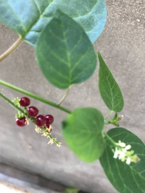 leaves and balls of the Sangre de Toro or Rivina humilis plant clipart