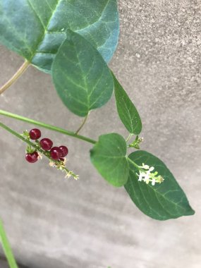 leaves and balls of the Sangre de Toro or Rivina humilis plant clipart